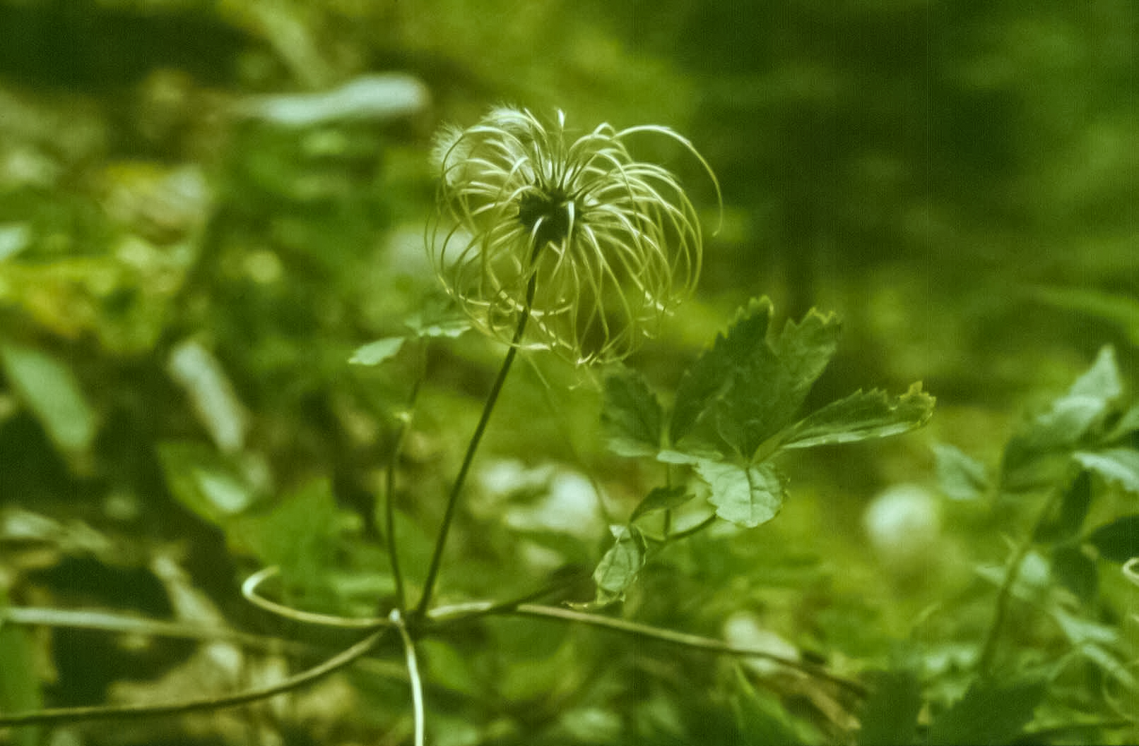 clematis alpina2_edited.jpg
